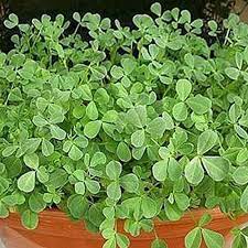 Methi Shalimar Improved Organic Vegetable Seeds