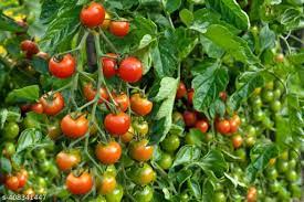 Cherry Tomato Wild Texas Vegetable Seeds