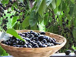 Jamun Seeds