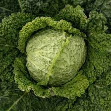 Cabbage, Savoy- Green Vertus