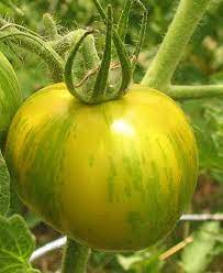 Green Zebra Tomato Seeds for Planting - Heirloom & Non-GMO Seeds