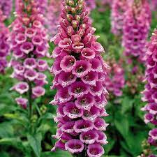 Camelot Rose – Digitalis Seed