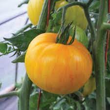 Yellow Pork Chop Tomato Seeds for Planting