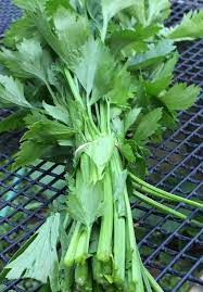 Celery Imported Tall Utah Vegetable Seeds