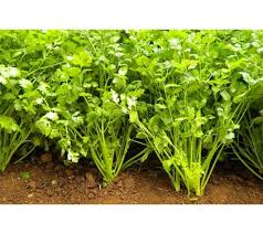 Coriander Panipat Vegetable Seeds