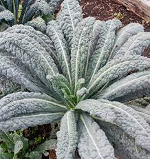 Kale Tuscan Vegetable Seeds
