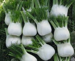 Dragon – Fennel Seed