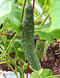 Japanese Long Cucumber Seeds for Planting - Heirloom & Non-GMO garden Seeds