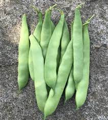 Dwarf Bean- Roma 2