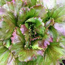 Magenta – Lettuce Seed