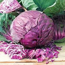Cabbage Red Arce Vegetable Seeds