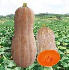 Featured Honey Pumpkin Seeds Organic Vegetable Seeds