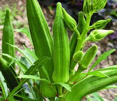 Okra Arka Anamika Vegetable Seeds