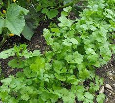Coriander Shalimar Improved Organic Vegetable Seeds