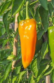 Cornito Giallo – Organic Corno di Toro Pepper Seed