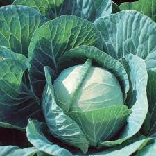 Farao – Organic Cabbage Seed