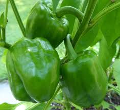 Capsicum- Emerald Giant