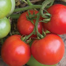 Defiant PhR – Organic Tomato Seed