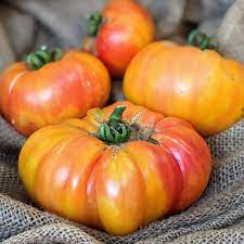 Big Rainbow Bi-Color Tomato Seeds for Planting – Heirloom & Non-GMO Seeds