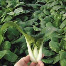 Pak Choy Vegetable Seeds