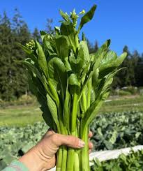 Green 70 D Improved – Choy Sum Seeds