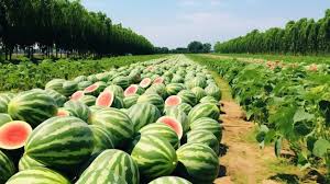 Farmers Wonderful – Watermelon Seed