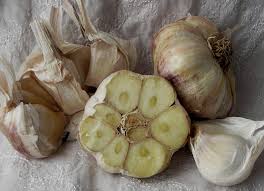 Inchelium Red – Garlic s