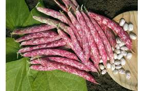 Flambo – Bean Seed