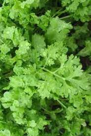 Garden Cress- Wrinkled Crinkled
