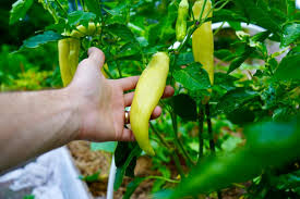 Goddess – Sweet Banana Pepper Seed