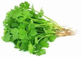 Coriander Panipat Vegetable Seeds