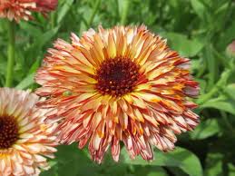 Calendula- Touch of Red Buff