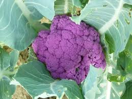 Graffiti Hybrid Cauliflower Seeds