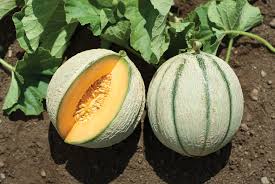 Milan – Melon Seed