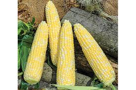 Seminole Sweet XR – Corn Seed