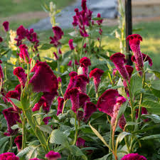 Cramer’s Burgundy – Celosia Seed