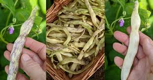 Dragon’s Tongue – Bean Seed