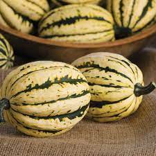 Delicata JS – Organic Delicata Squash Seed