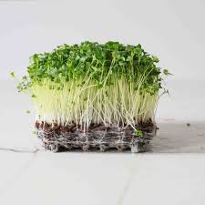 Sprouting Seeds- Radish Japanese 25g