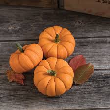 Jill-Be-Little – Pumpkin Seed