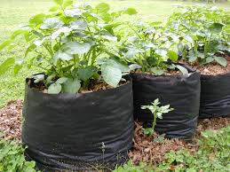 Potato Grow Bag