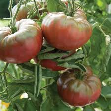 Marnero – Tomato Seed