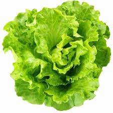 Lettuce Butter Head Green Vegetable Seeds