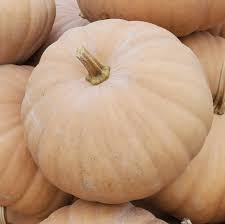 Long Island Cheese – Pumpkin Seed