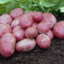 Certified Seed Potato- Ruby Lou