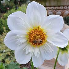 White Collarette Dahlias flower seeds for Planting – Vibrant Colors, Non-GMO, Heirloom Seeds