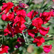 Sweetpea- Mammoth Scarlet