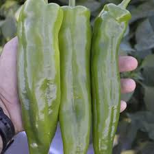 Spitfire – Anaheim Pepper Seed