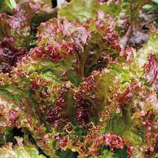 Lettuce Biscia Salad Bowl Vegetable Seeds