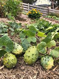 African Horned Cucumber Vegetable Seeds for Planting – Heirloom & Non-GMO Garden Seeds